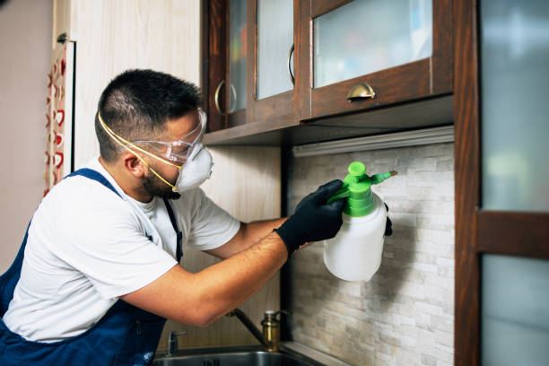 Best Local Pest Control Services  in Florissant, MO