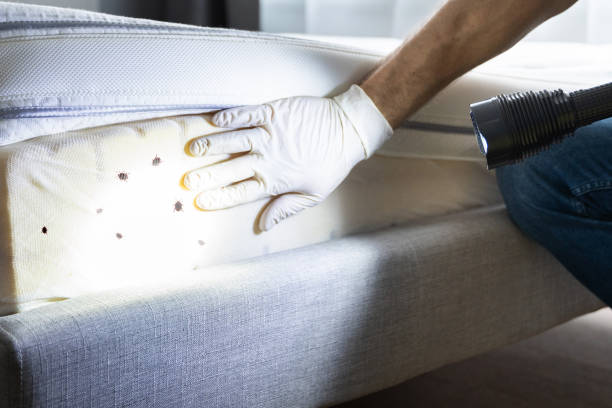 Best Exterminator Services  in Florissant, MO